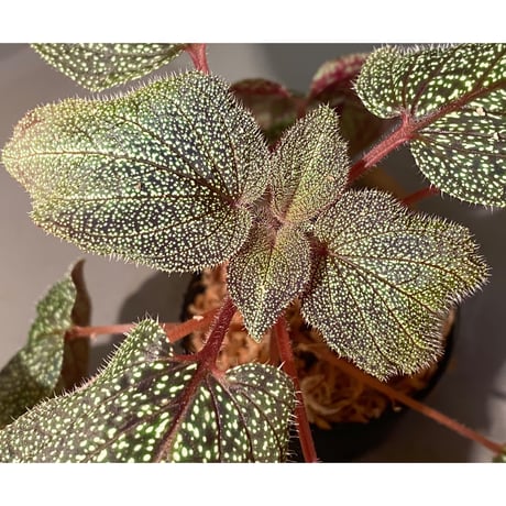 Sonerila sp. from Phitsanulok