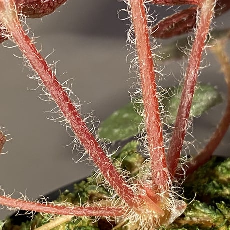 Begonia sp. from Cao Bang [YH251019] TK