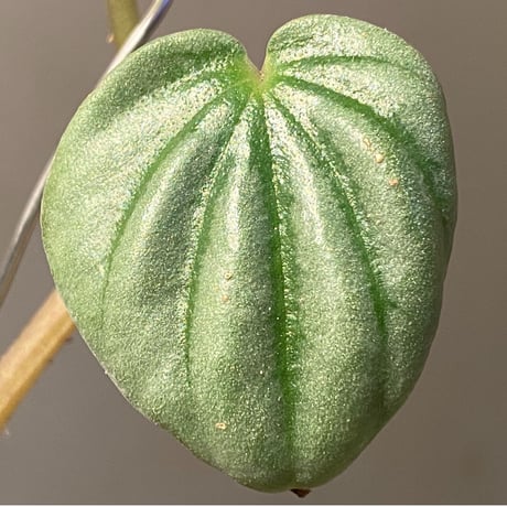 Peperomia sp. from Colombia [tanakay]