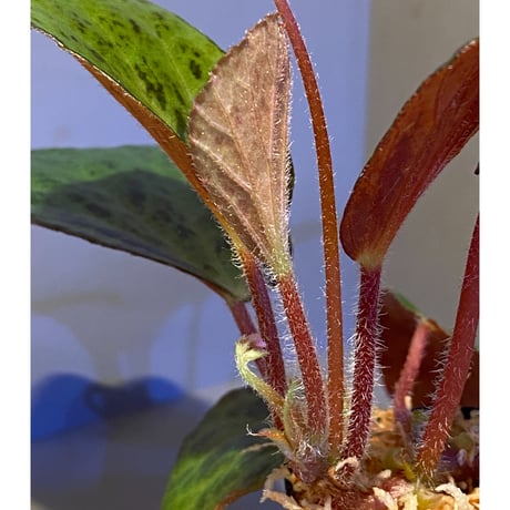 (大株) Begonia blancii