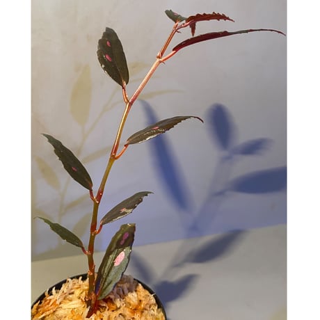 Begonia sp. from Julau [R1214-01b]