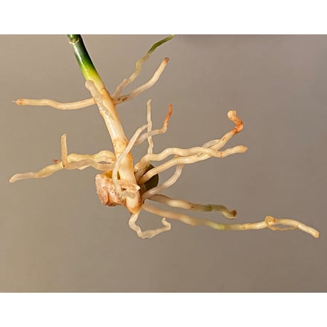 Aglaonema pictum "雷(いかずち)" 13冬 from Sibolga timur [AZ0913-3]