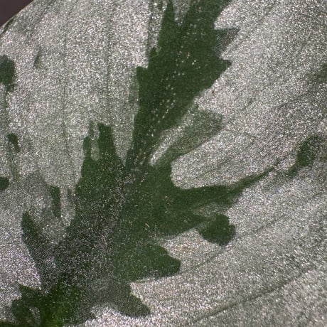 Scindapsus Sparkling
