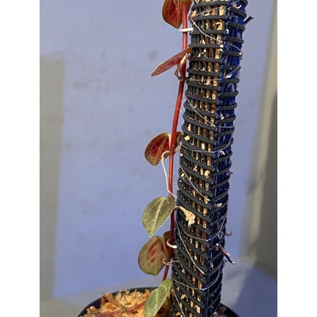 Peperomia sp. (インボイスbicolor)