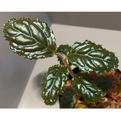 Ardisia sp. from Bengkulu [LA0315-1]