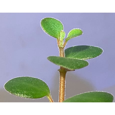 Peperomia sp. from Mt. Grupoka 1800m, East Highland, PNG