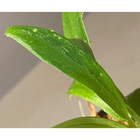 Schismatoglottis sp. "初霜錦" from Murung raya [LA0515-05]
