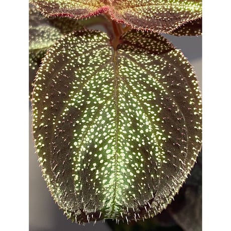 Sonerila sp. from Phitsanulok