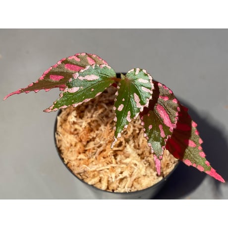 Begonia sp. ぼっち株 from Julau [R1214-01b]