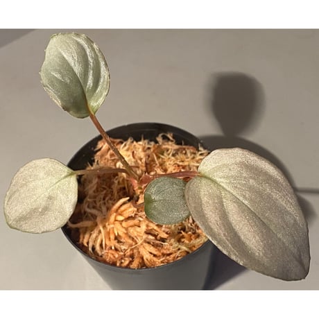 Homalomena sp. "Silver Bullet" from Pulau Lingga [AZ0917-1]