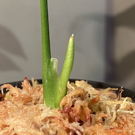 Anthurium polyschistum from Napo Ecuador [tanakay]