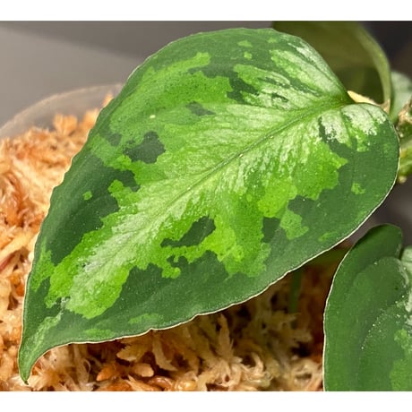 Aglaonema pictum GW1410 from Padang sidempuan [TB]