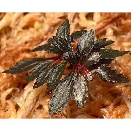Triolena pileoides from Ecuador