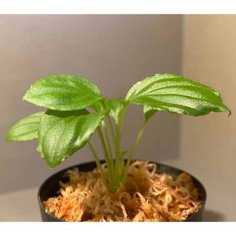Homalomena sp. "Minimum" from Padan Utara [AZ0512-04]