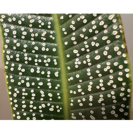 Selliguea sp. from East Java ②