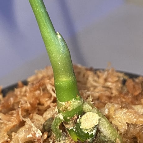 Anthurium polyschistum from Napo Ecuador [tanakay]