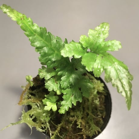 Bolbitis sp. from Siberut [LA]