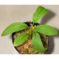 Homalomena asperifolia "Sumatra barat" [TB]