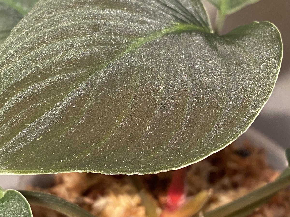 Homalomena sp. \"月輪\" [LA0318-01] Homalomena sp. from Sumatera Utara [LA0318-01]