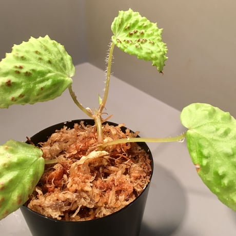 Begonia sp. from Kapuas hulu Sumatera