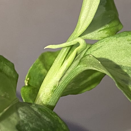 Aglaonema pictum "Eureka Mk-2" DFS from Sumatra barat [AZ0912-1]