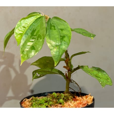Elatostema sp. from Nopphitam [TK260915]