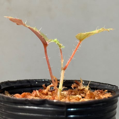 Begonia sp. "Muara Wahau" Kutai timur Kalimantan timur [TB]