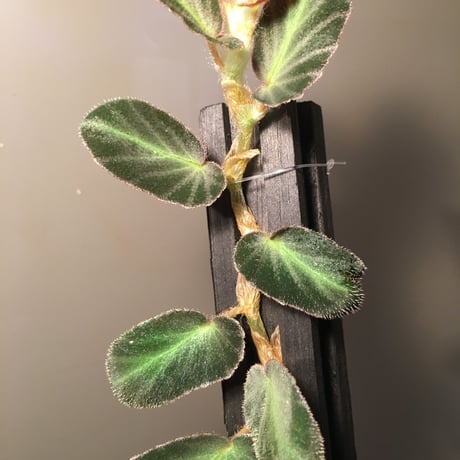 Begonia thelmae from  Brazil