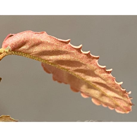 Labisia sp. from Riau sumatera