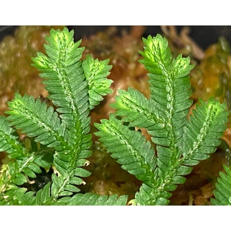 Selaginella biformis [STRINGE PLANTS]