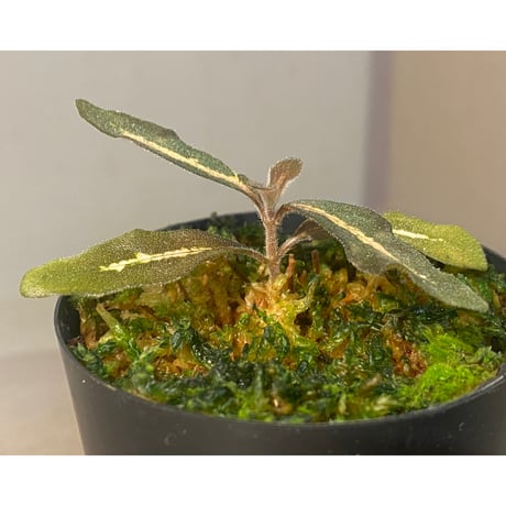 Aphelandra maculata Madre de Dios [LA1017-02]