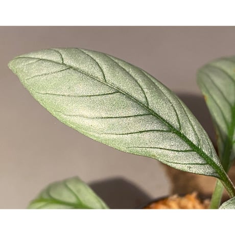 Acanthaceae gen. from Laos [LA]