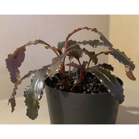 (2芽立ち) Bucephalandra sp. "Kualakuyan Type2"