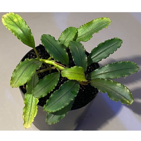 Bucephalandra sp. "Pakak 3" [MF0417-5A]
