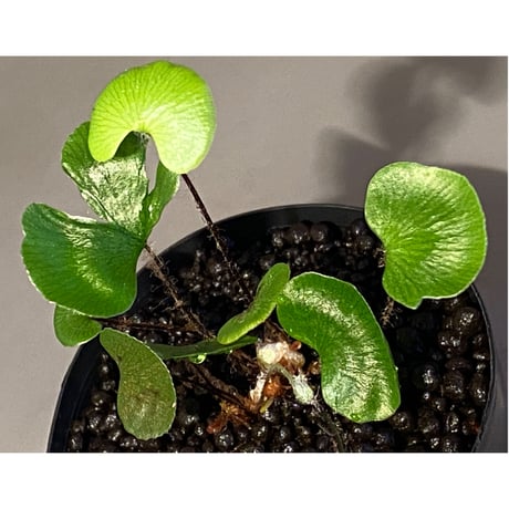 Adiantum reniforme