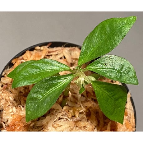 Elatostema sp. from Nopphitam [TK260915]