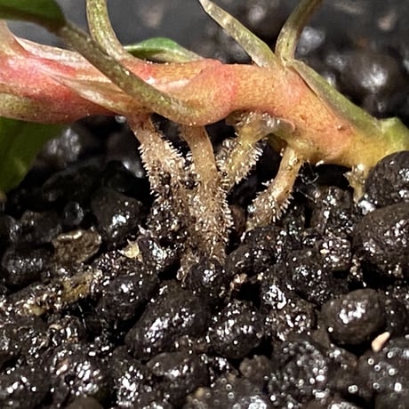 Bucephalandra sp. "Pakak 1" [MF0417-3A]