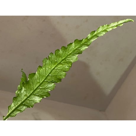 Microsorum sp. "Short Dragon Tail"