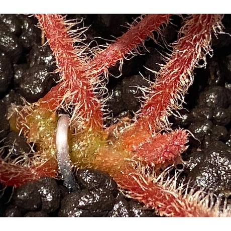 Begonia sp. from Cao Bang [YH050519] TK