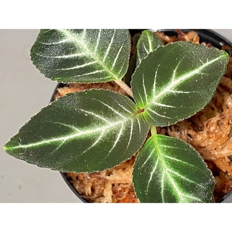 Gesneriaceae gen. from Kalimantan Barat