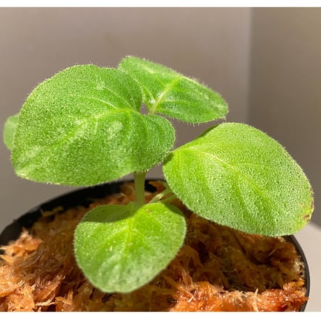 Gymnostachyum sp. from Tigalingga [HW0219-02]