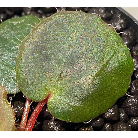 Begonia Nahangensis from Na Hang [YH1117] TK