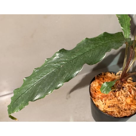 Schismatoglottis sp. "Dragon Tail" from Pangkalan Bun