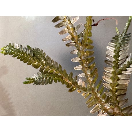 Selaginella sp. from Kapuas hulu West Kalimantan