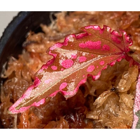 Begonia sp. "Crazy pink" from Lampung sumatera [LA1118-03]