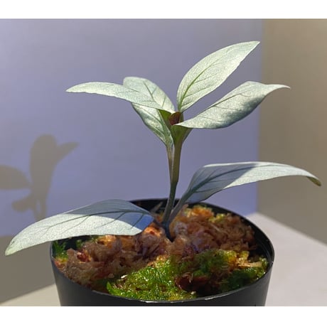 Acanthaceae gen. from Laos [LA]