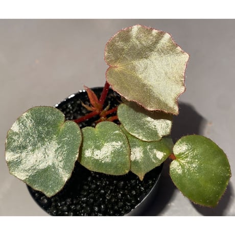 Begonia sp. f1 from Sumatera [NT ORCHID]