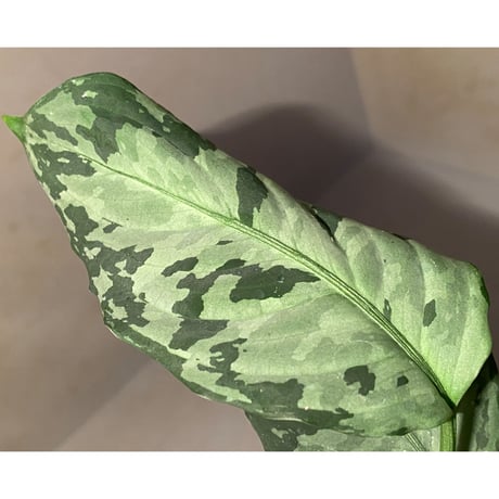 Aglaonema pictum "しるば〜らいん" from Aceh sumatera [LA1118-06b]