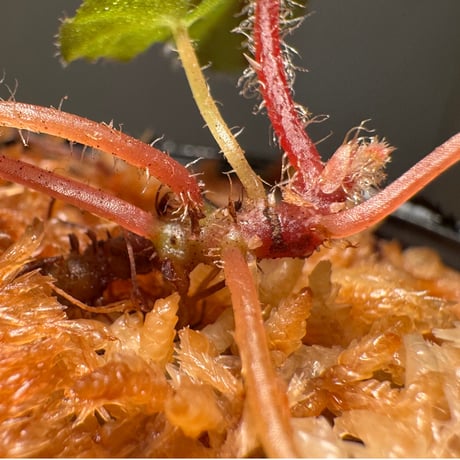 Begonia austroguangxiensis