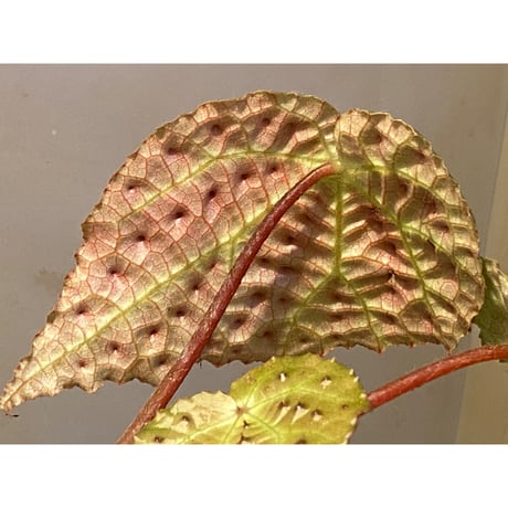Begonia ferox from Northern Vietnam ②